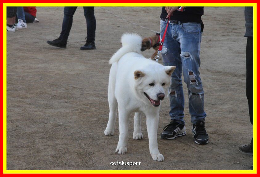 180311 mostra_canina 030.jpg